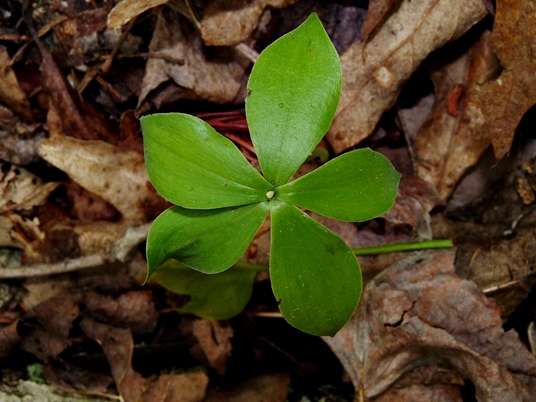 {Isotria medeoloides}
